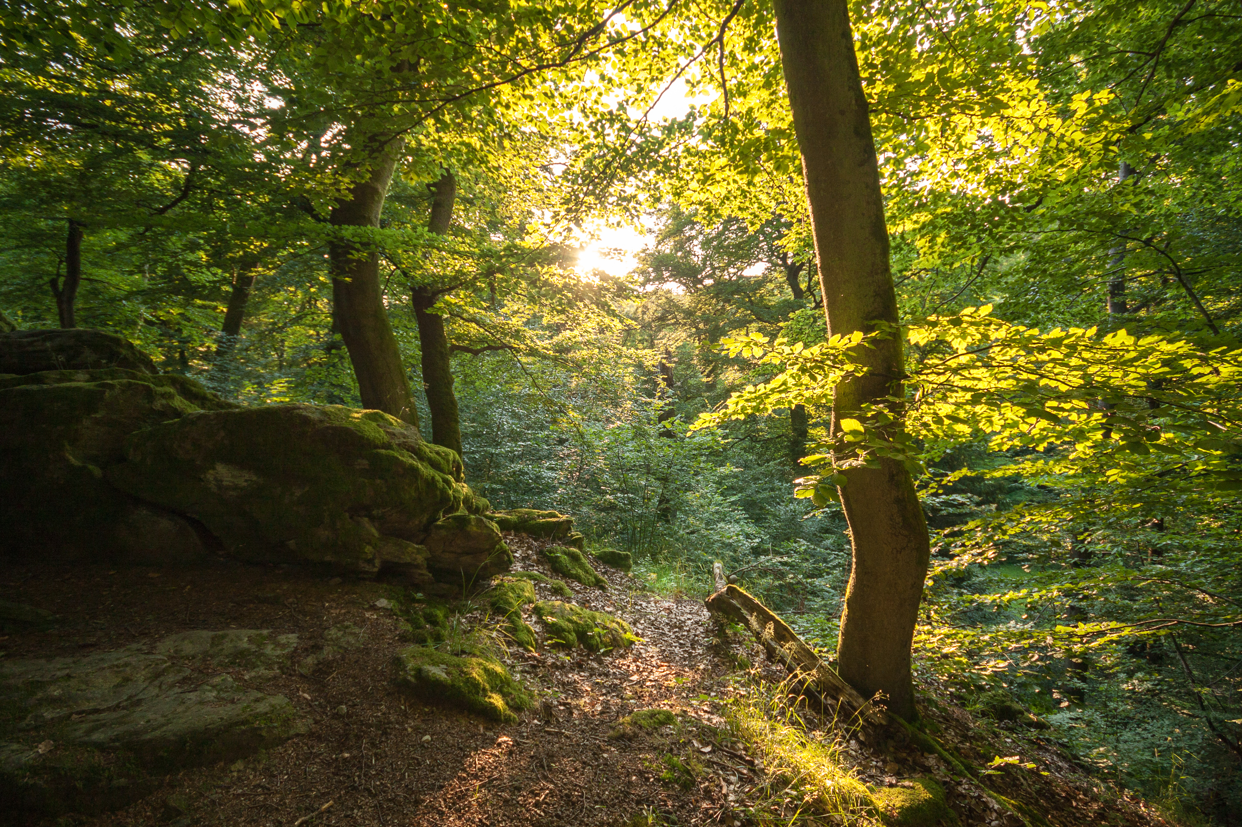 Quo vadis – Buchenwald, unsere Rotbuche unter dem Druck des Klimawandels?