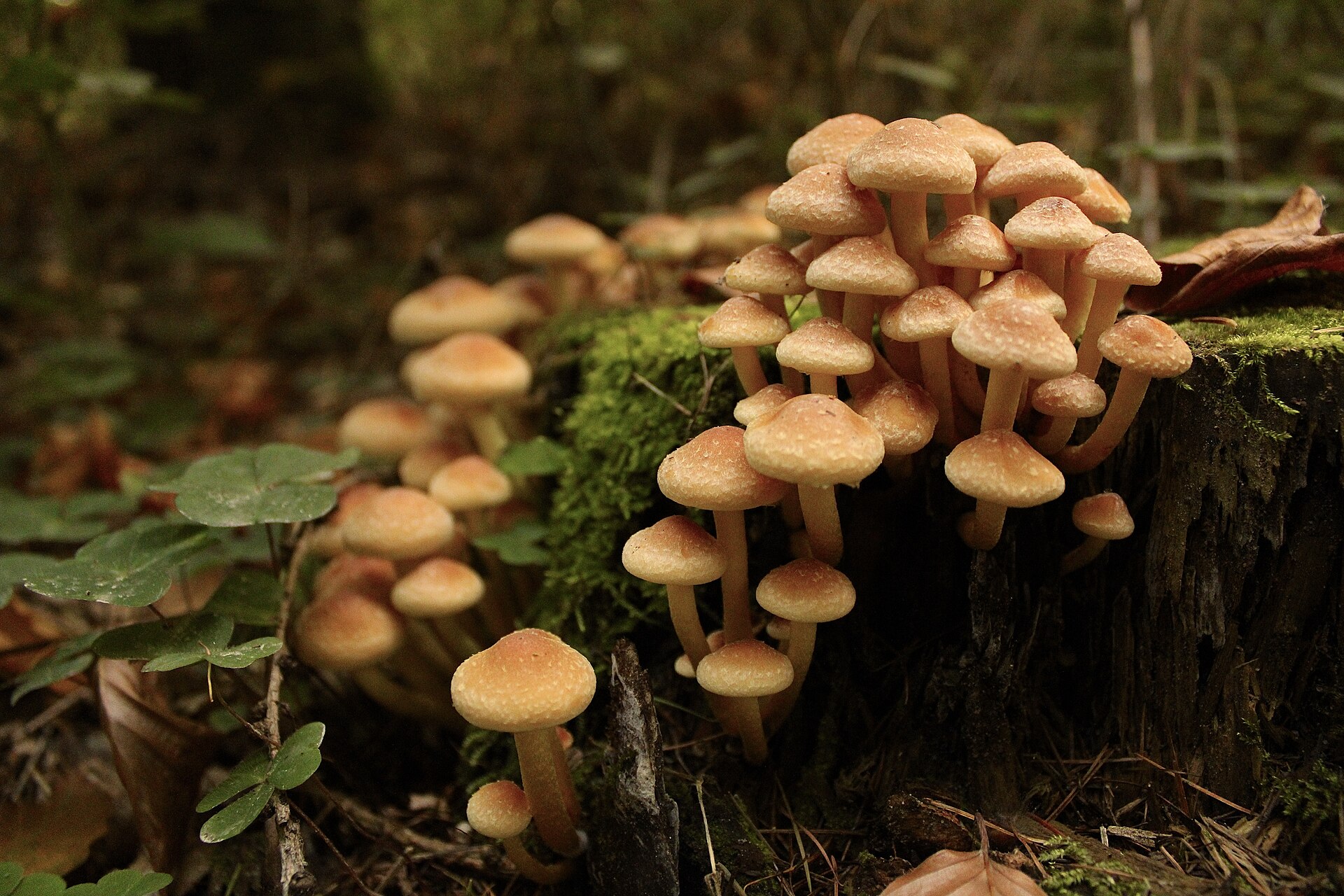 Pilzexkursion im Landsberger Wald