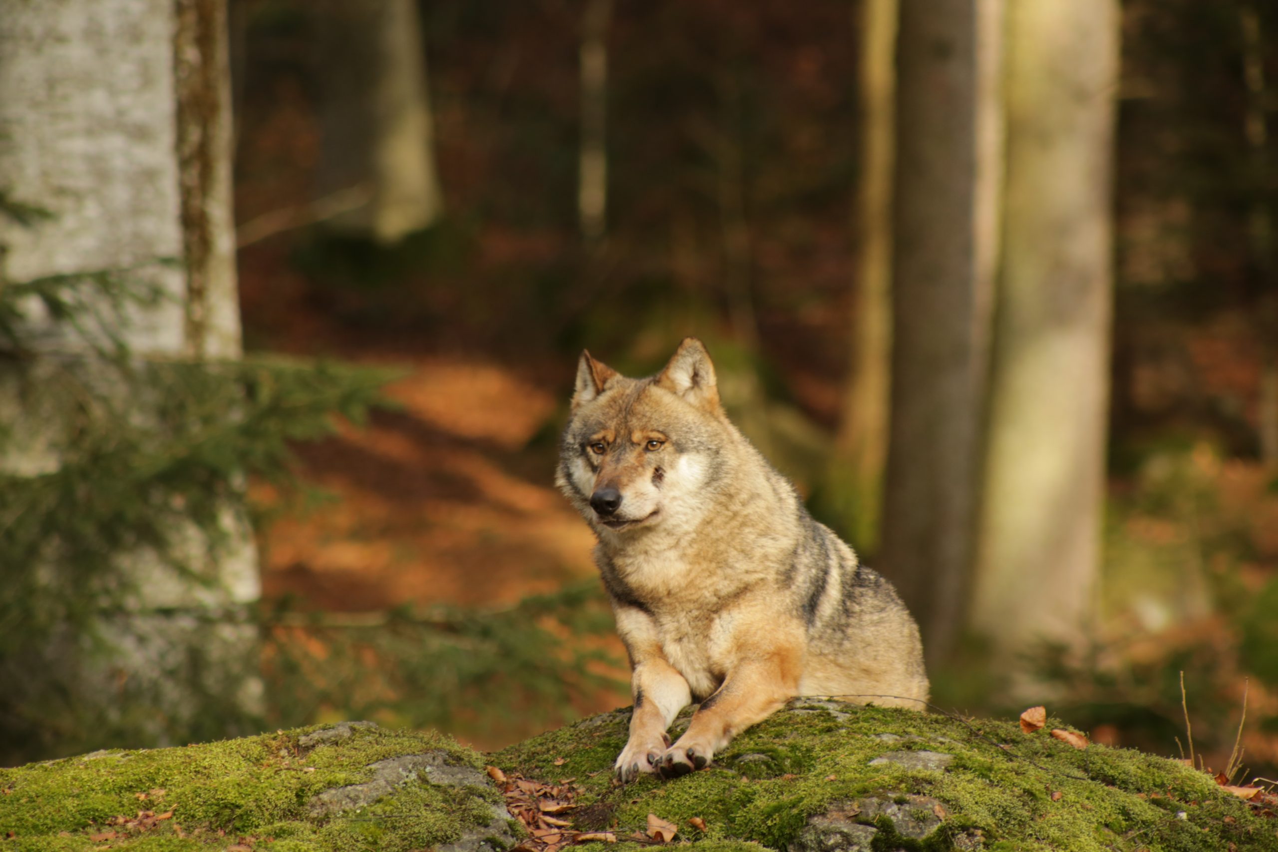 Fachtagung „Der Wolf –Rückkehr eines ehemals heimischen Jägers“